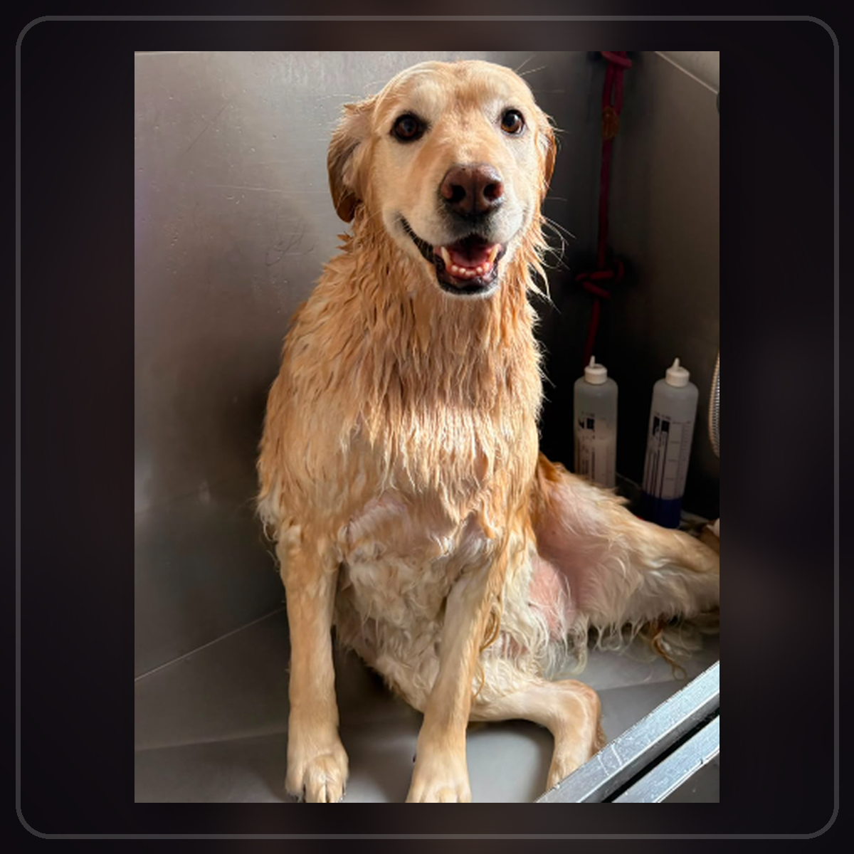 Perrito durante baño y secado RomaPet