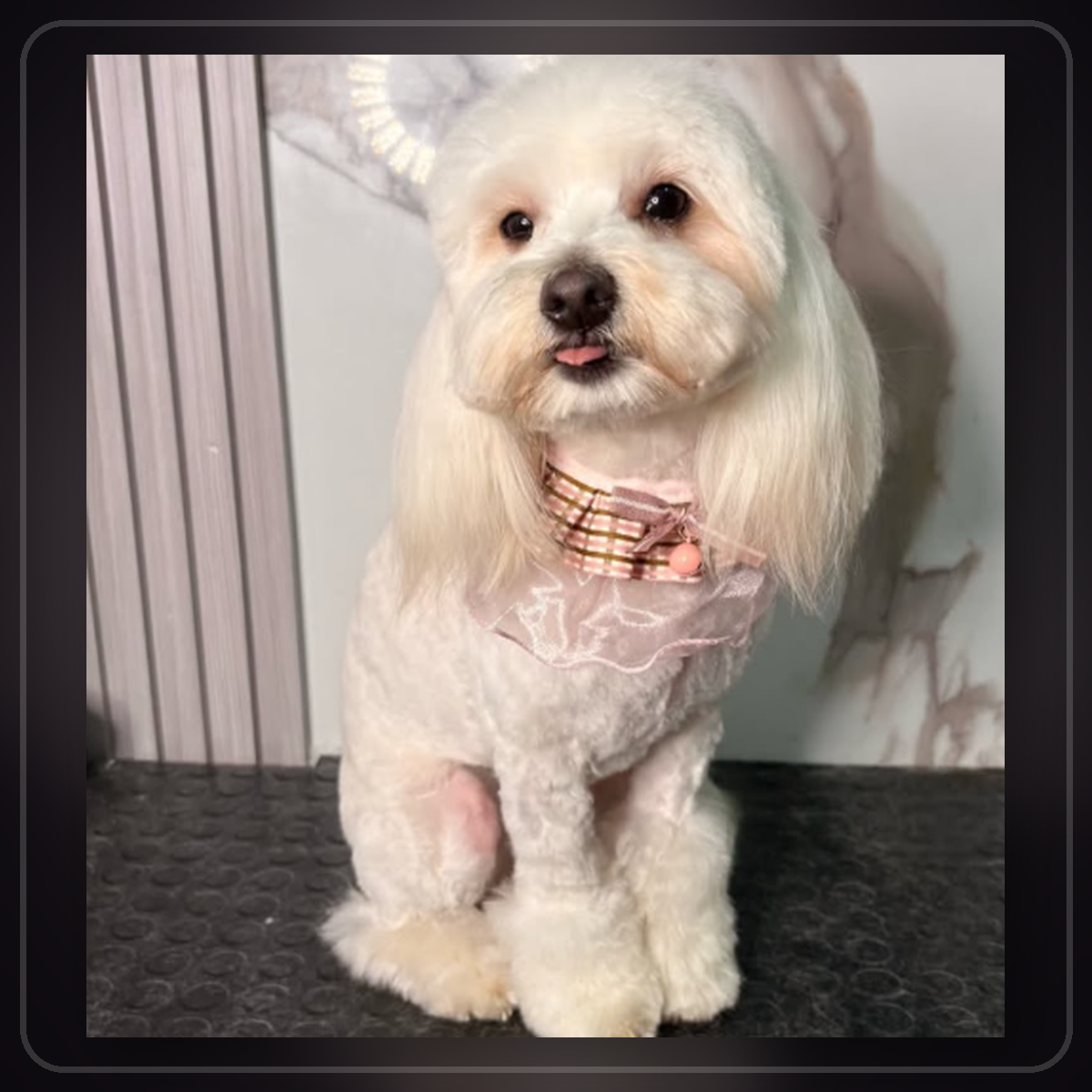 Perrito con servicio completo de peluquería RomaPet