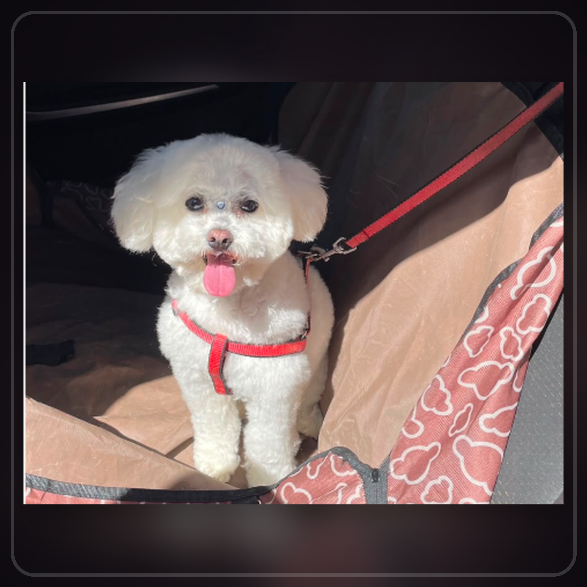 Perrito en traslado coordinado RomaPet